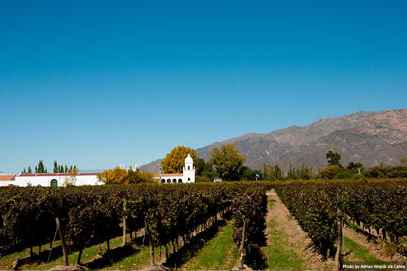 Vineyard in Cafayate - Argentina