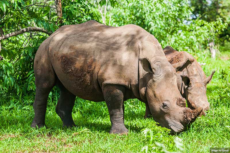 White Rhino