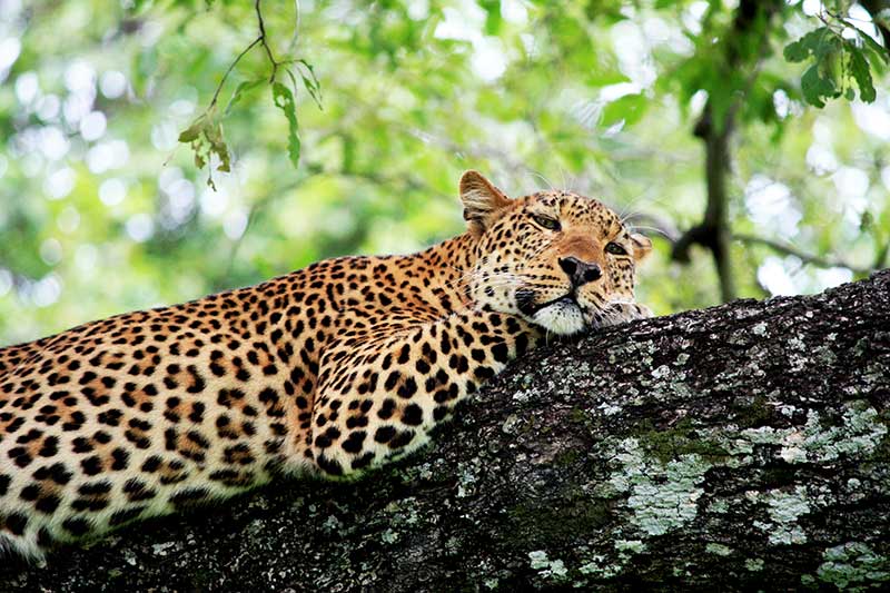 Wildlife in South Luangwa National Park