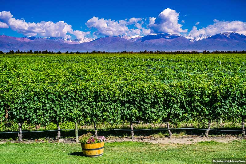 Wineyard in Mendoza, Argentina