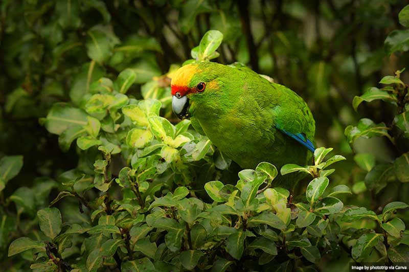 arakeet - kakariki, Stewart Island - Rakiura