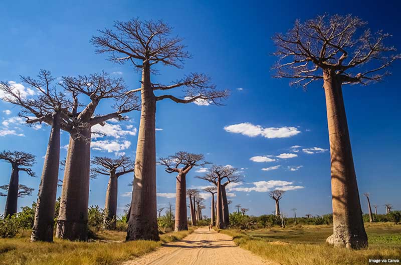 Avenue of the Baobabs