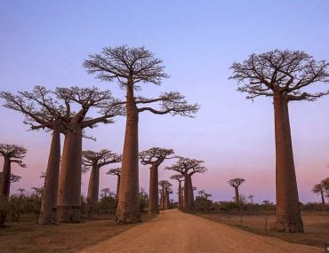 Baobab Avenue, Madagascar
