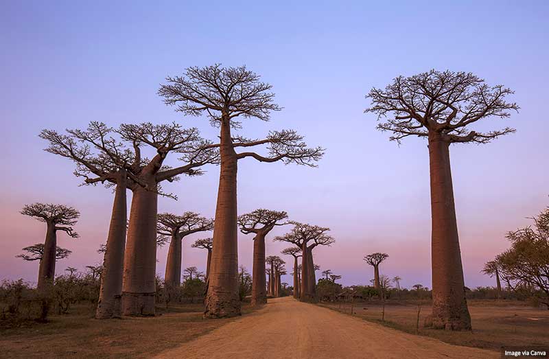 Baobab Avenue, Madagascar