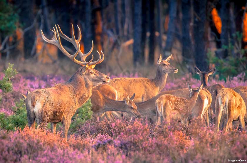 Group of deer