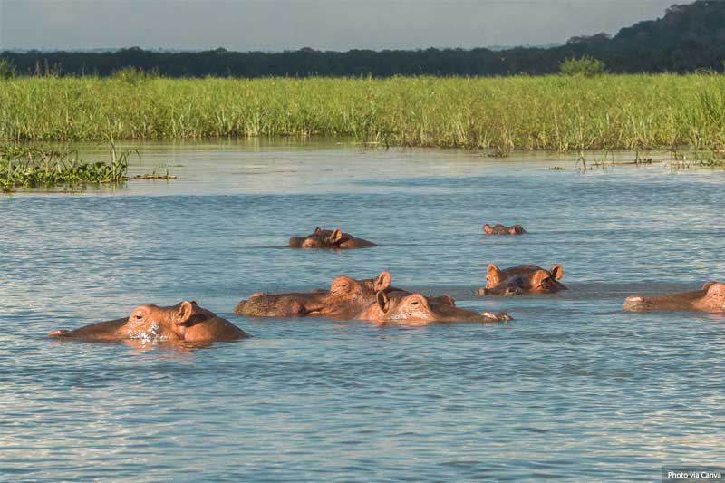 Hippos in Liwonde National Park in Malawi