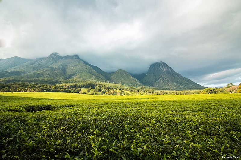 Mount Mulanje - Malawi