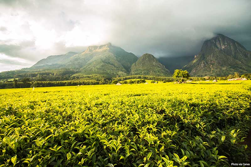 Mount Mulanje with golden green tea plantations