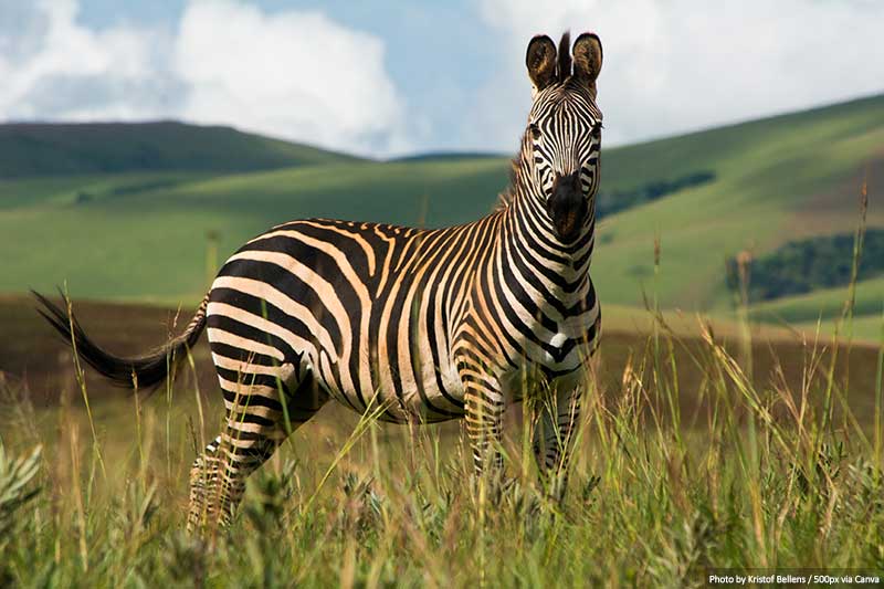 Zebra At Nyika National Park, Malawi