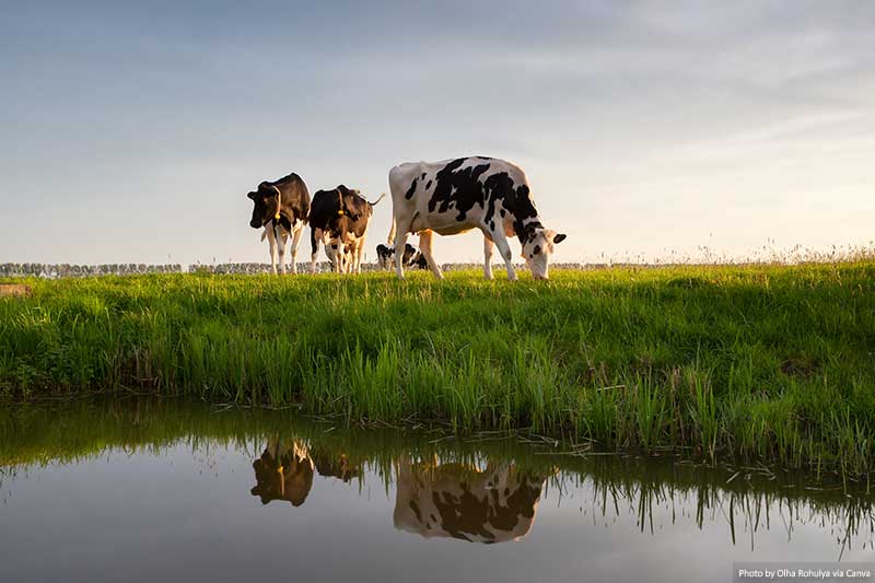 Cows graze on sunny pasture by river