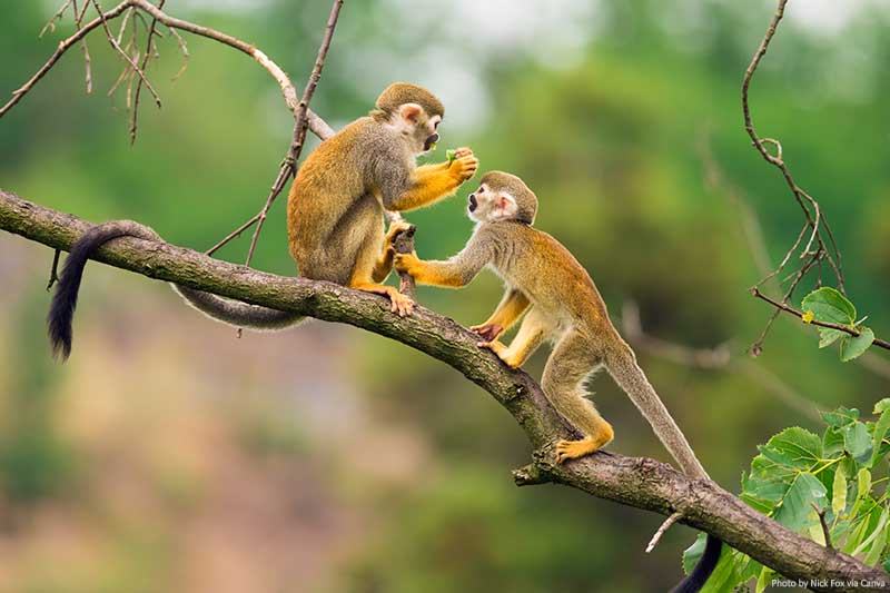 Monkeys in the Amazon