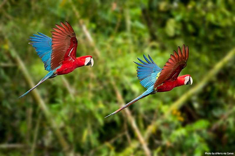 Red-and-Green Macaws in Flight