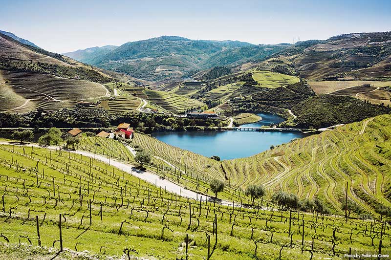 Vineyards in Douro valley with river, Portugal