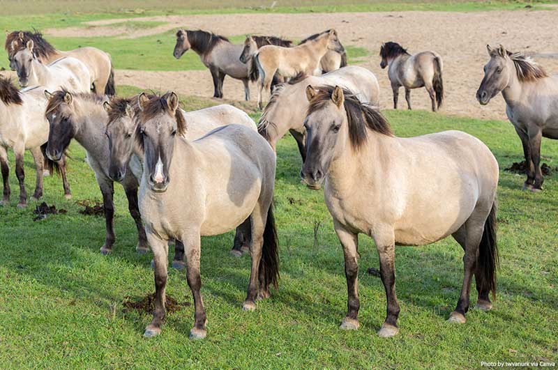 Horses in Oostvaardersplassen