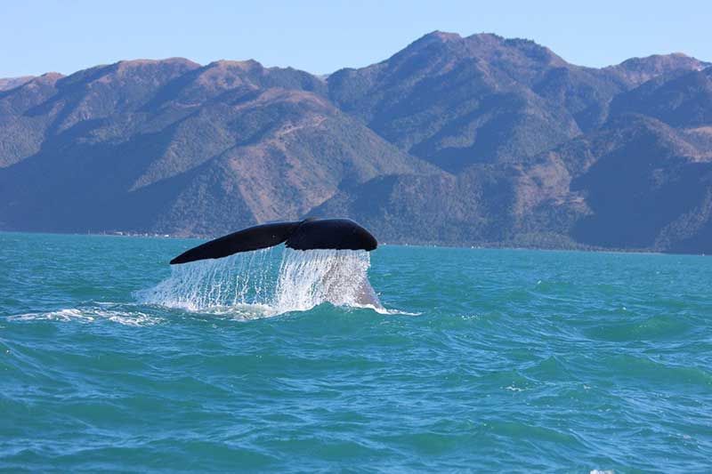 Humpback Whale in Kaikoura, NZ
