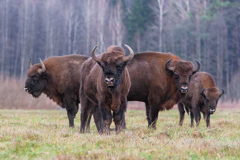 Bison au parc national de Białowieza