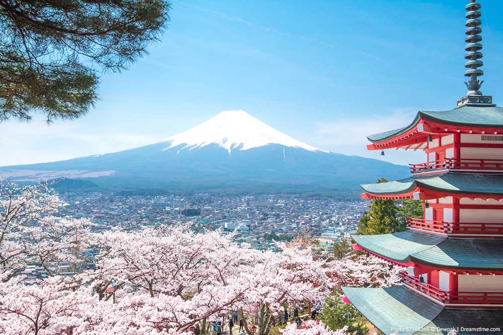 Mount Fuji views with Cherry Blossoms