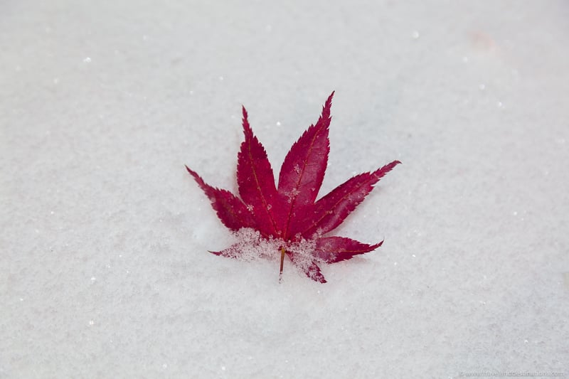Bright Canadian maple leaf in the winter