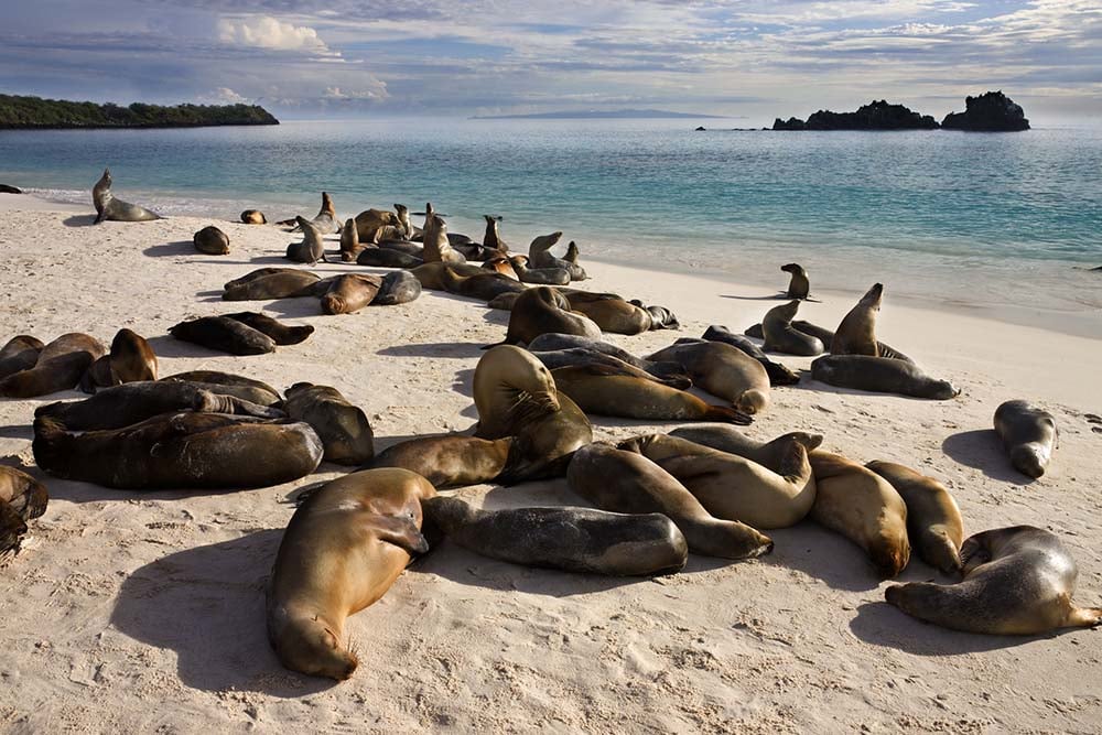 Sea Lions in Galapagos