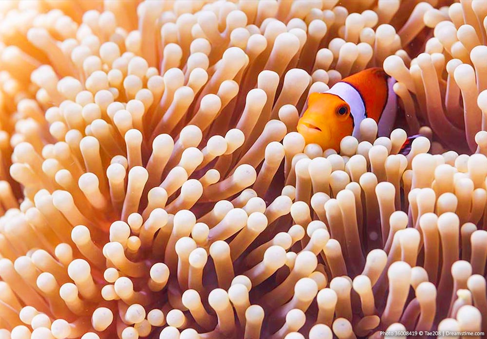 Diving in Asia - Clown anemonefish