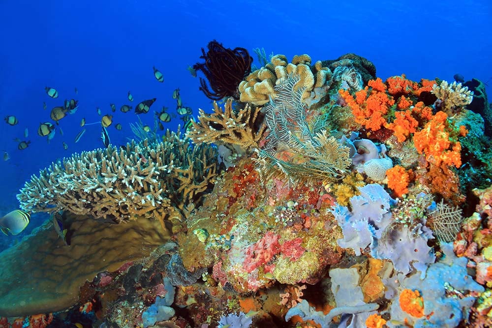 Komodo coral
