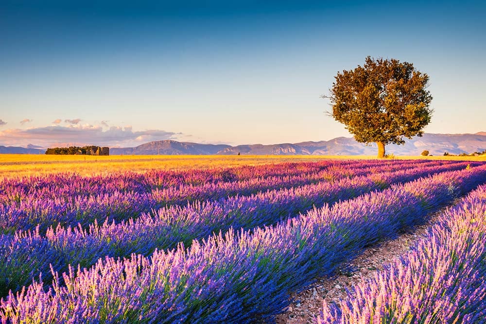 Provence in France - Lavender Fields