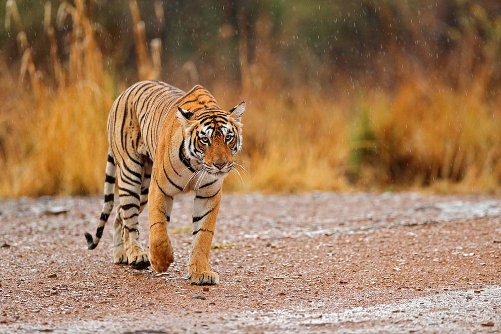 A tiger in India