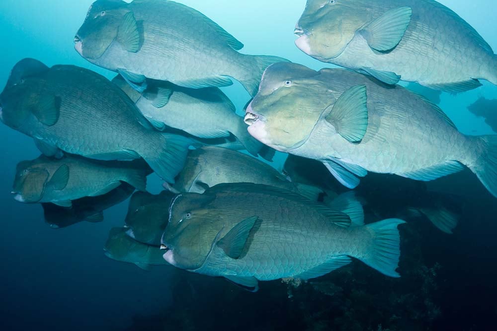 bumphead parrotfish