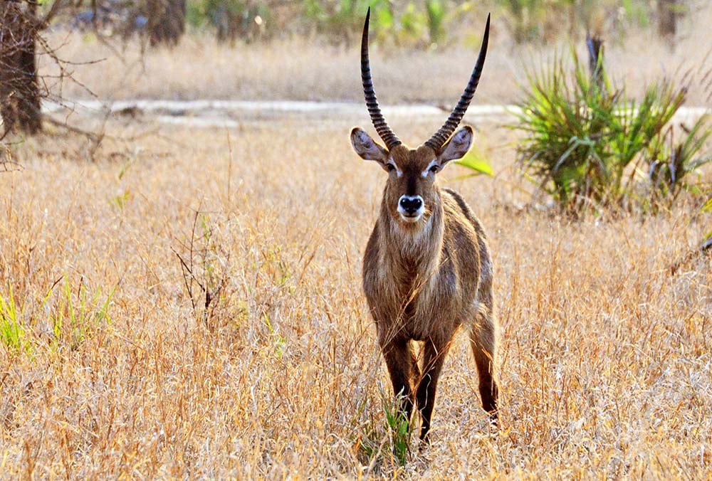 Wildlife at Gorongosa National Park