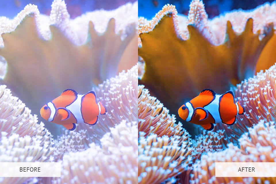 Example of Underwater Lightroom Presets