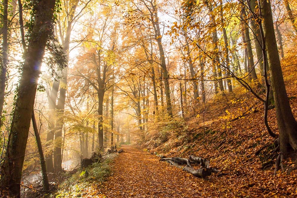 Rheinsteig hiking trail