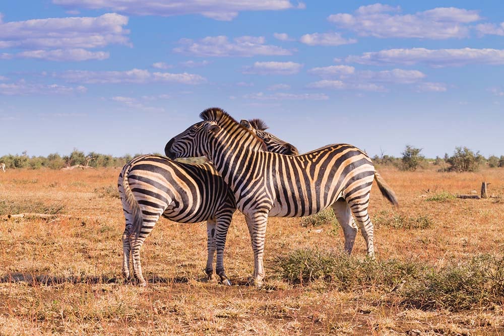 Zebras in Africa