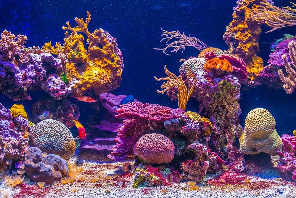 Display at Oceanographic Museum in Monaco