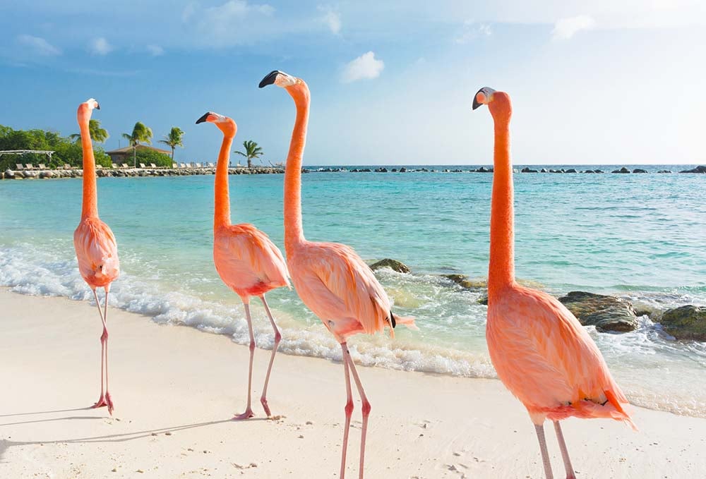 Flamingos in Aruba