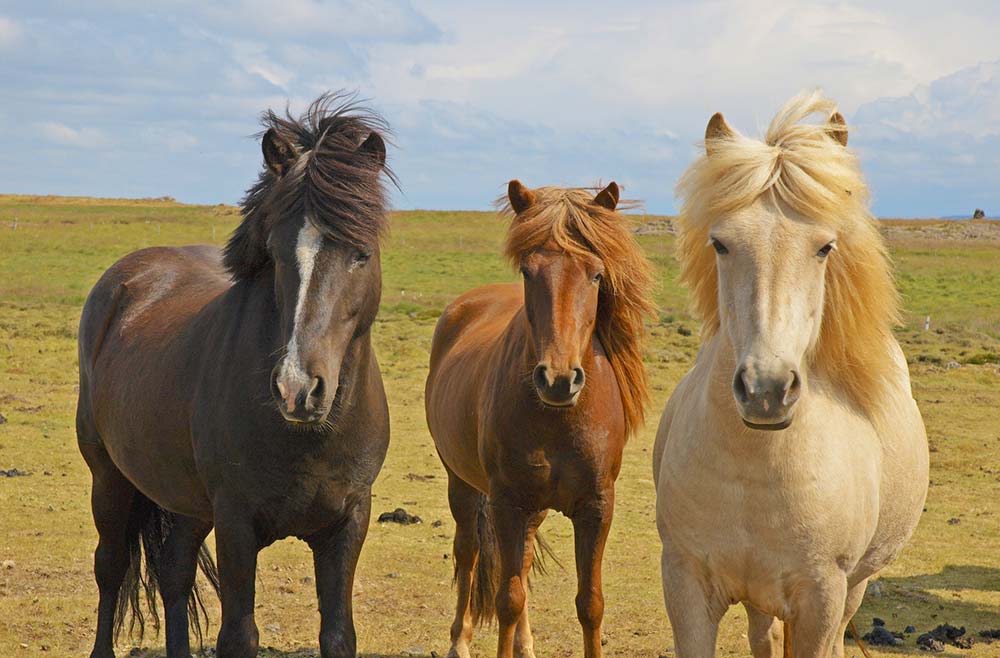 Iceland horses