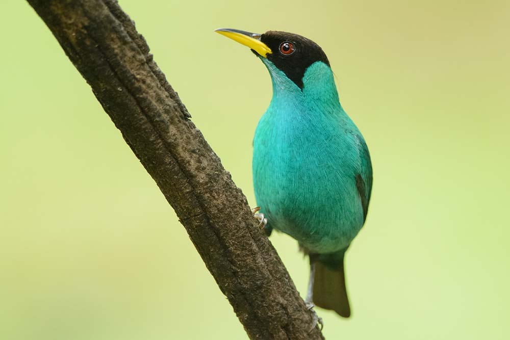 Bird in Sarapiqui, Costa Rica