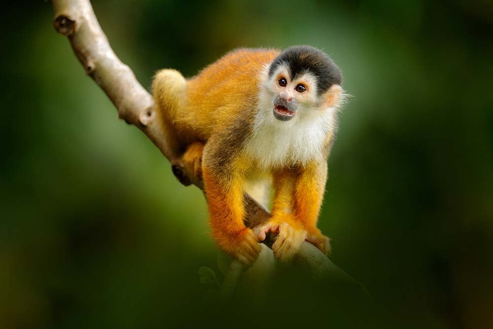 Monkey in Corcovado National Park