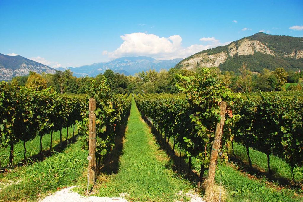 Vineyard in Franciacorta