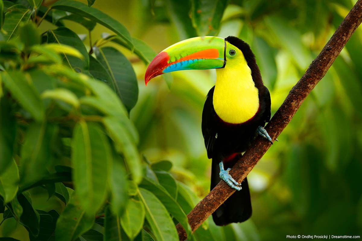 Wildlife in Costa Rica