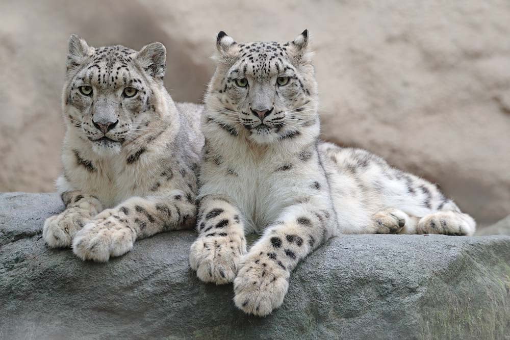 Wildlife in Hemis National Park
