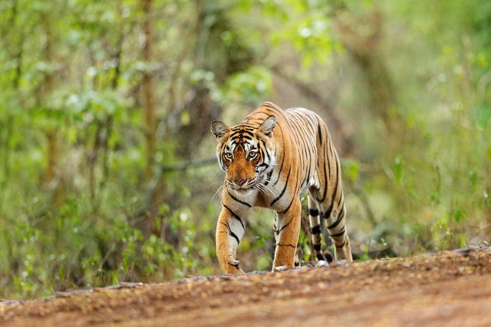 Wildlife in Ranthambore National Park