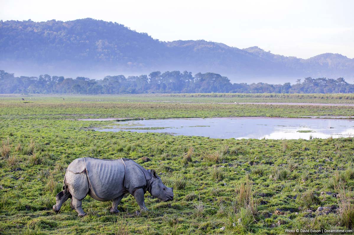India wildlife in national parks
