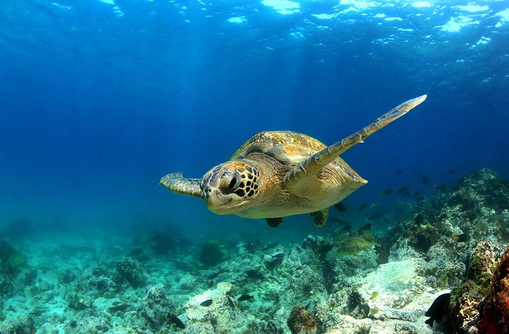 Turtles in the Galapagos