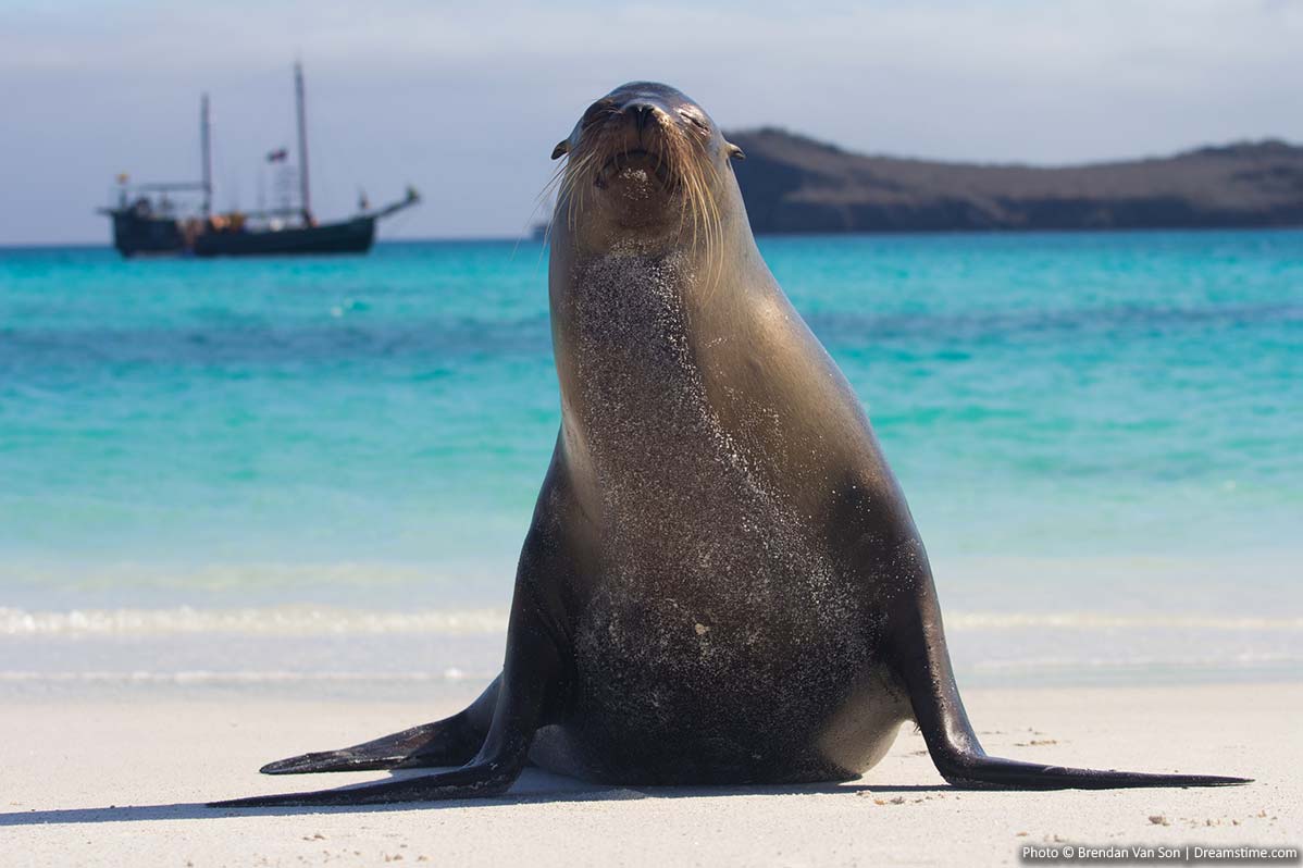 Wildlife in the Galapagos