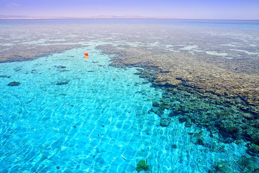 Coral Reef Aqaba