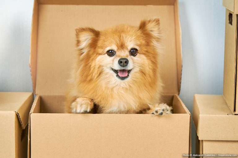 Happy dog in a box