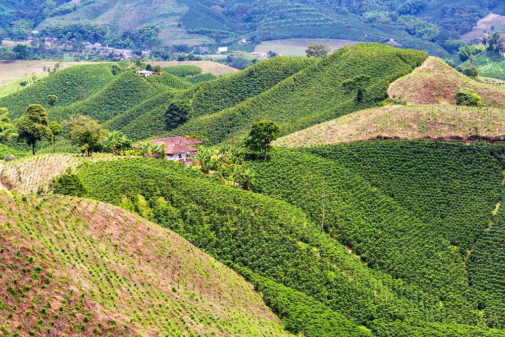 Coffee Farm and Hills