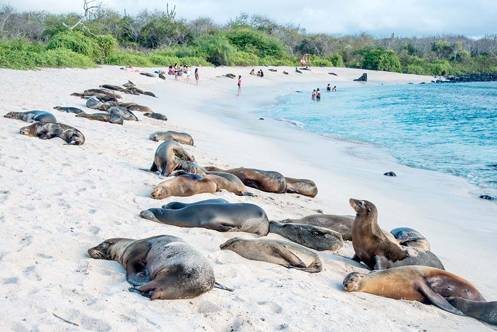 Sea lions in Galapagos