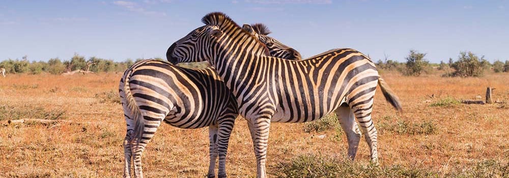 Africa wildlife