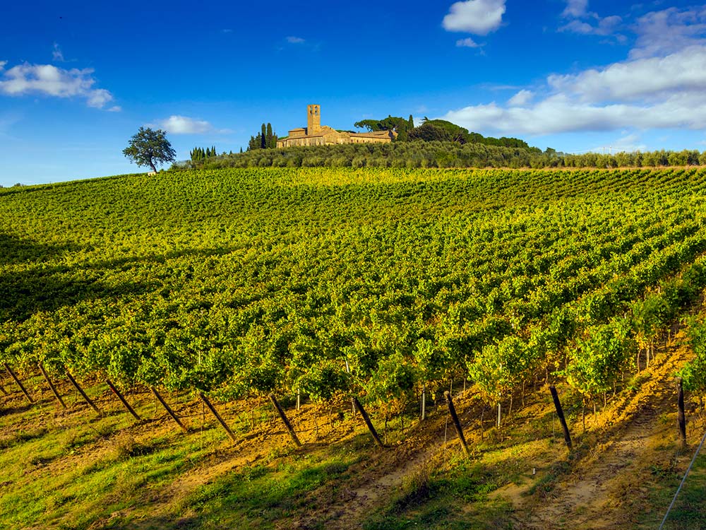 Chianti and vineyards